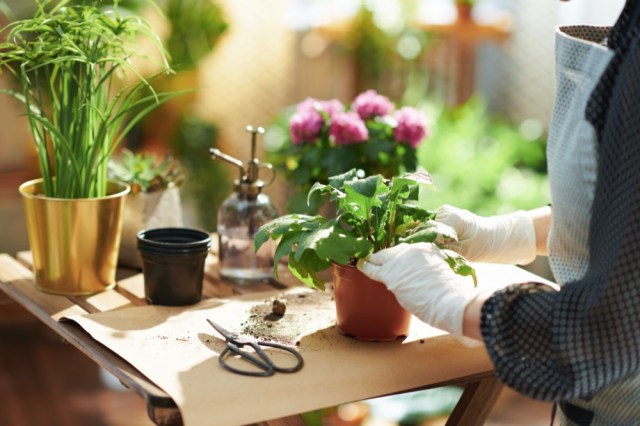 Unleash the Joy of Gardening with These Amazing Gift Ideas for Enthusiasts